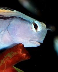 Red sea mimic blenny taken at Quays, Ras Mohamed Park wit... by Nikki Van Veelen 